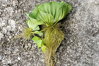 Water lettuce with rootjpg